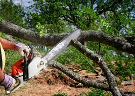 Best Lot and Land Clearing  in Nyon Lake, CA